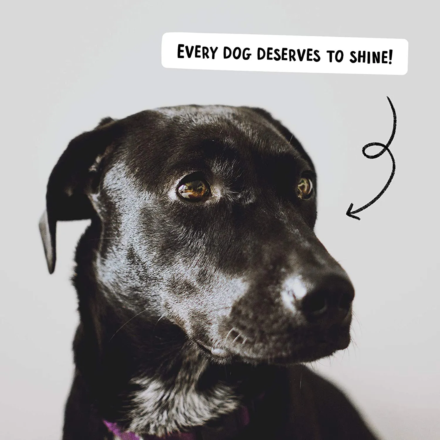 Active Chews Salmon Oil for Dogs - Fish Oil Joint Supplement for Immune Support & Dog Relief. Wild Alaskan Salmon Oil with Natural EPA   DHA Fatty Acids for Skin & Coat