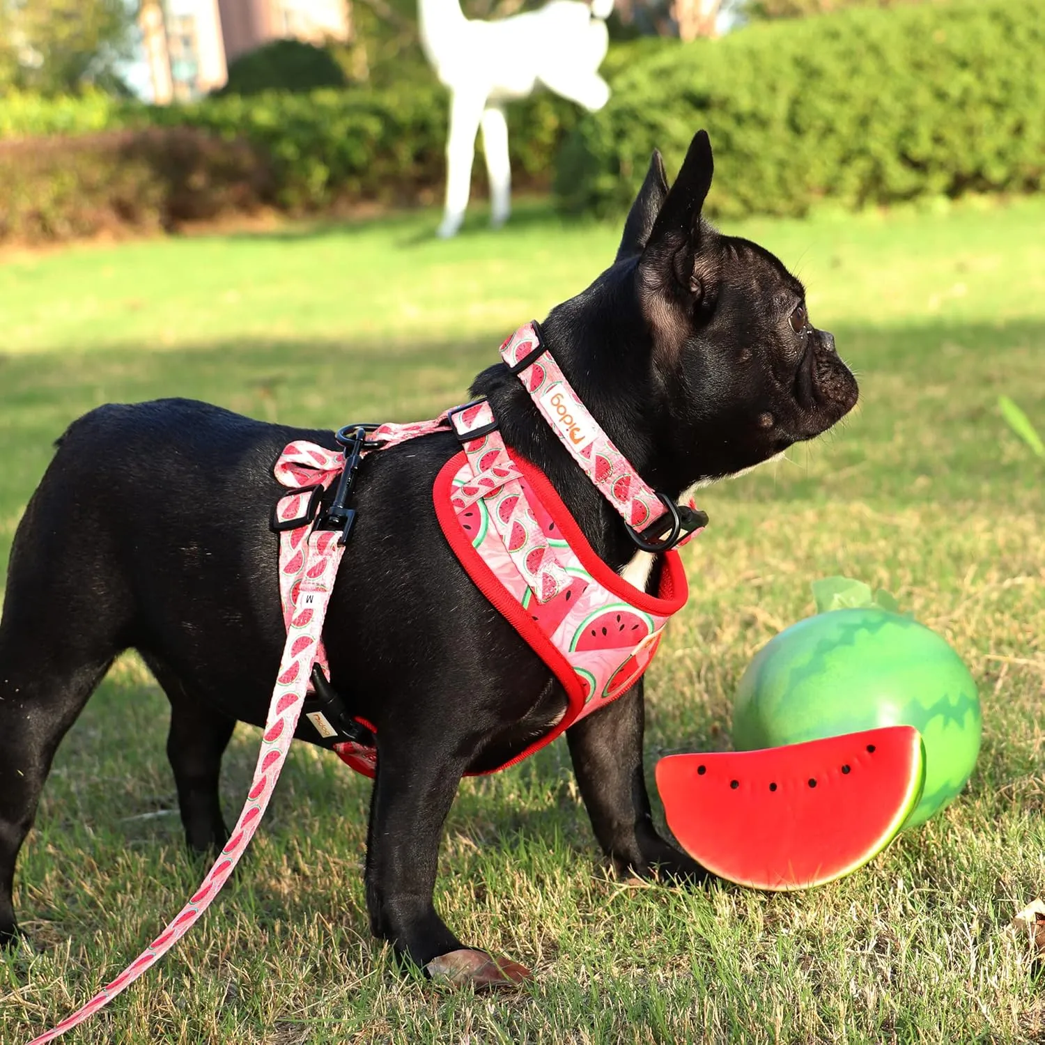 Didog No Pull Dog Harness Collar and Leash Set, Cute Pattern Puppy Dog Harness with Adjustable Collars and Leash, Soft Padded Air Mesh Vest for Small Dogs Walking Training(Watermelon, S)