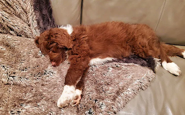 Pet / Dog Blanket - Fox Faux Fur