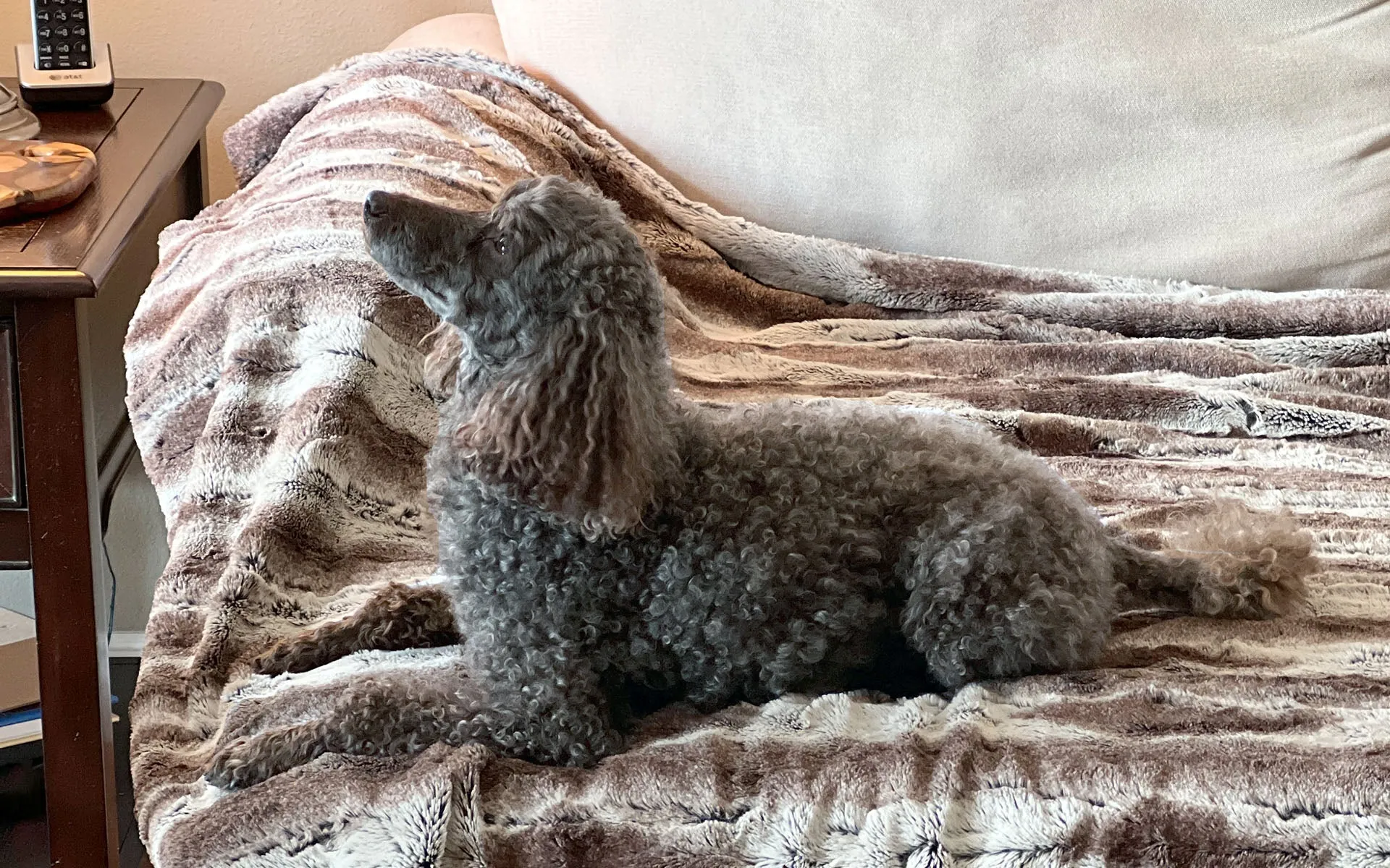 Pet / Dog Blanket - Luxury Faux Fur in Birch