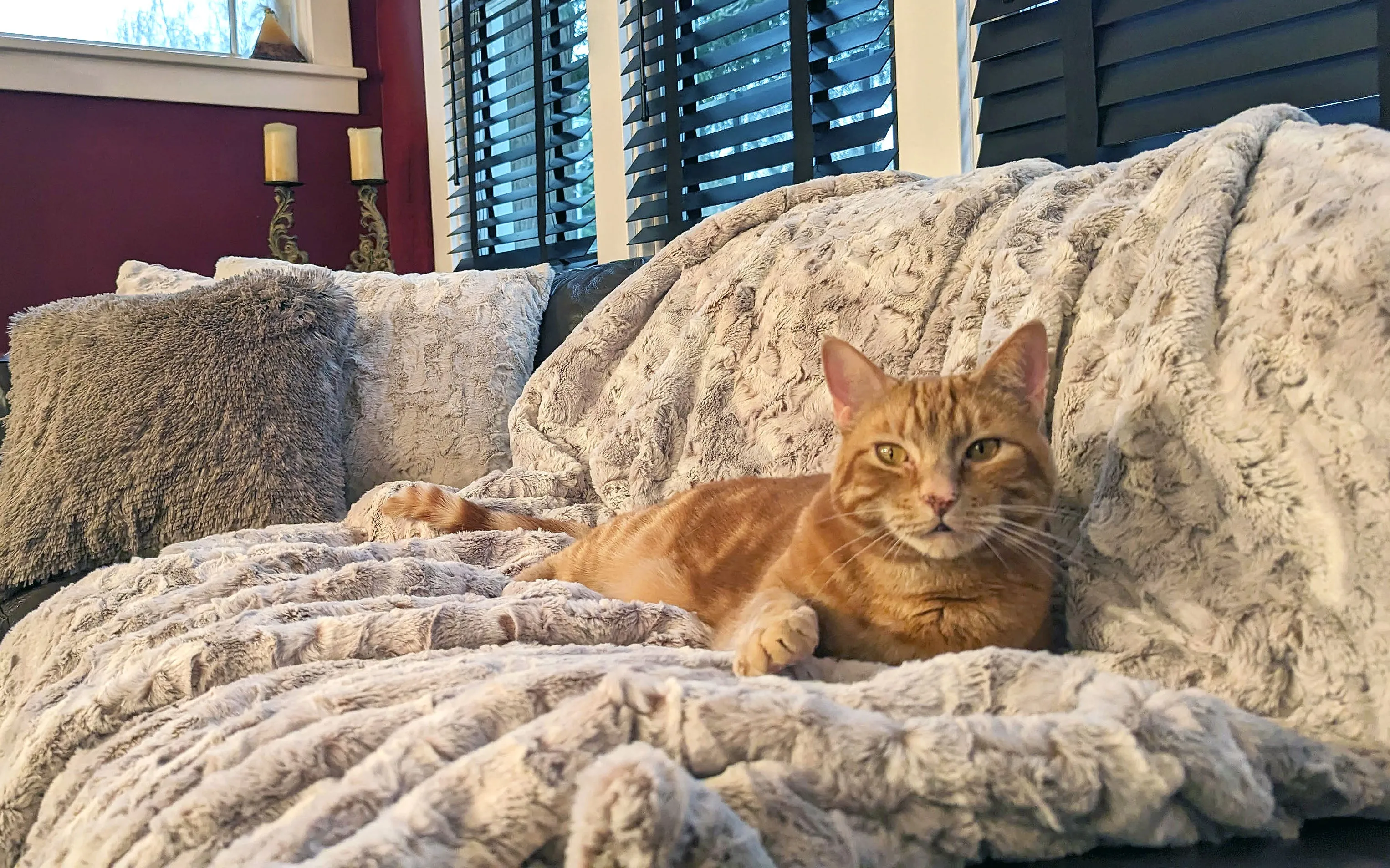Pet / Dog Blanket - Luxury Faux Fur in Café Au Lait