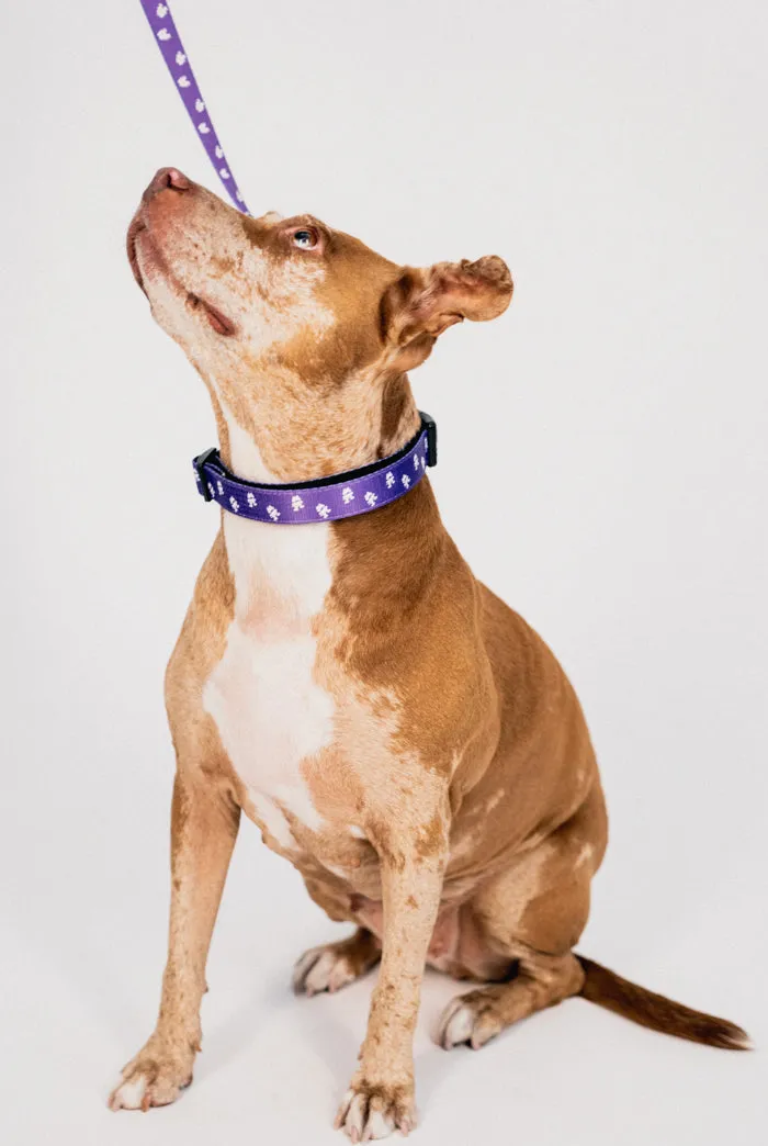 Pet Harness & Leashes