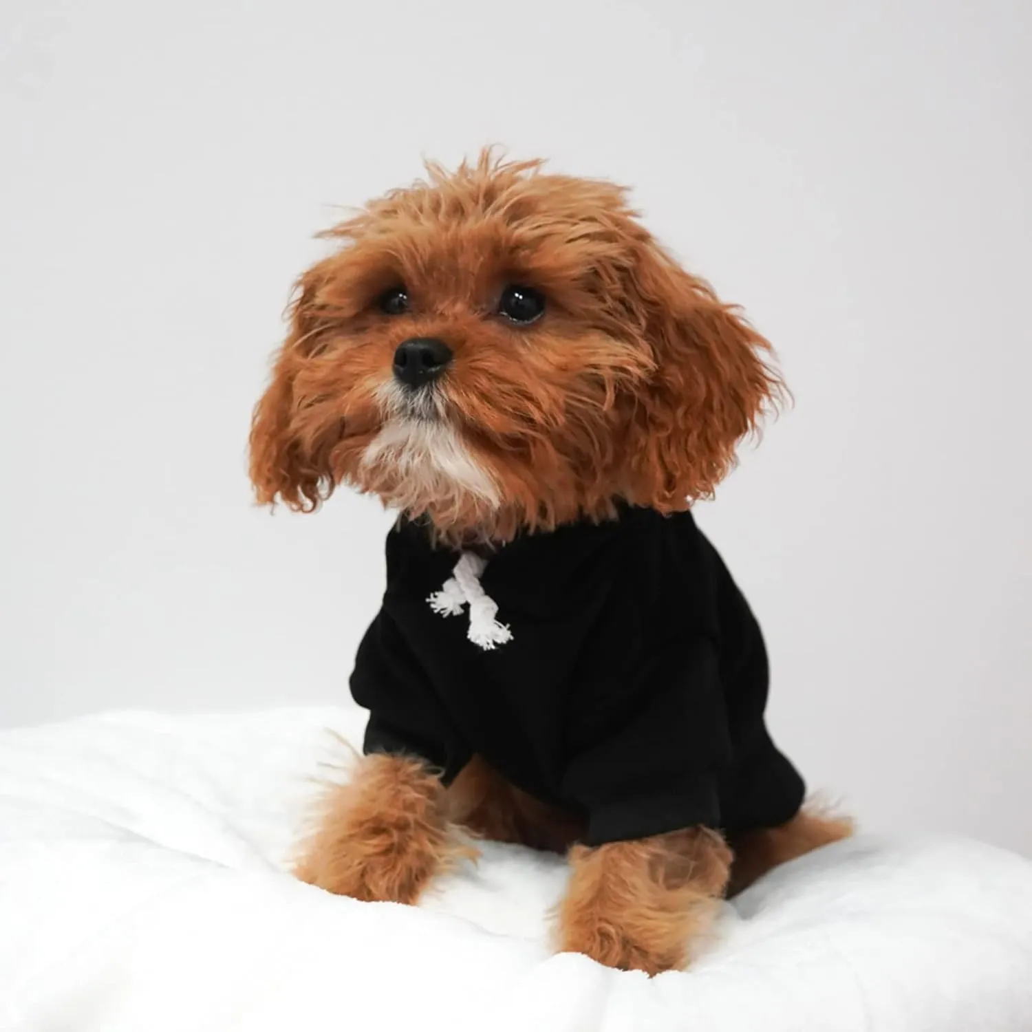 Salty Dog Summer Dog Hoodie Fleece Lined Pullover Sweatshirt with Leash Hole (Black, 2X-Large 100)