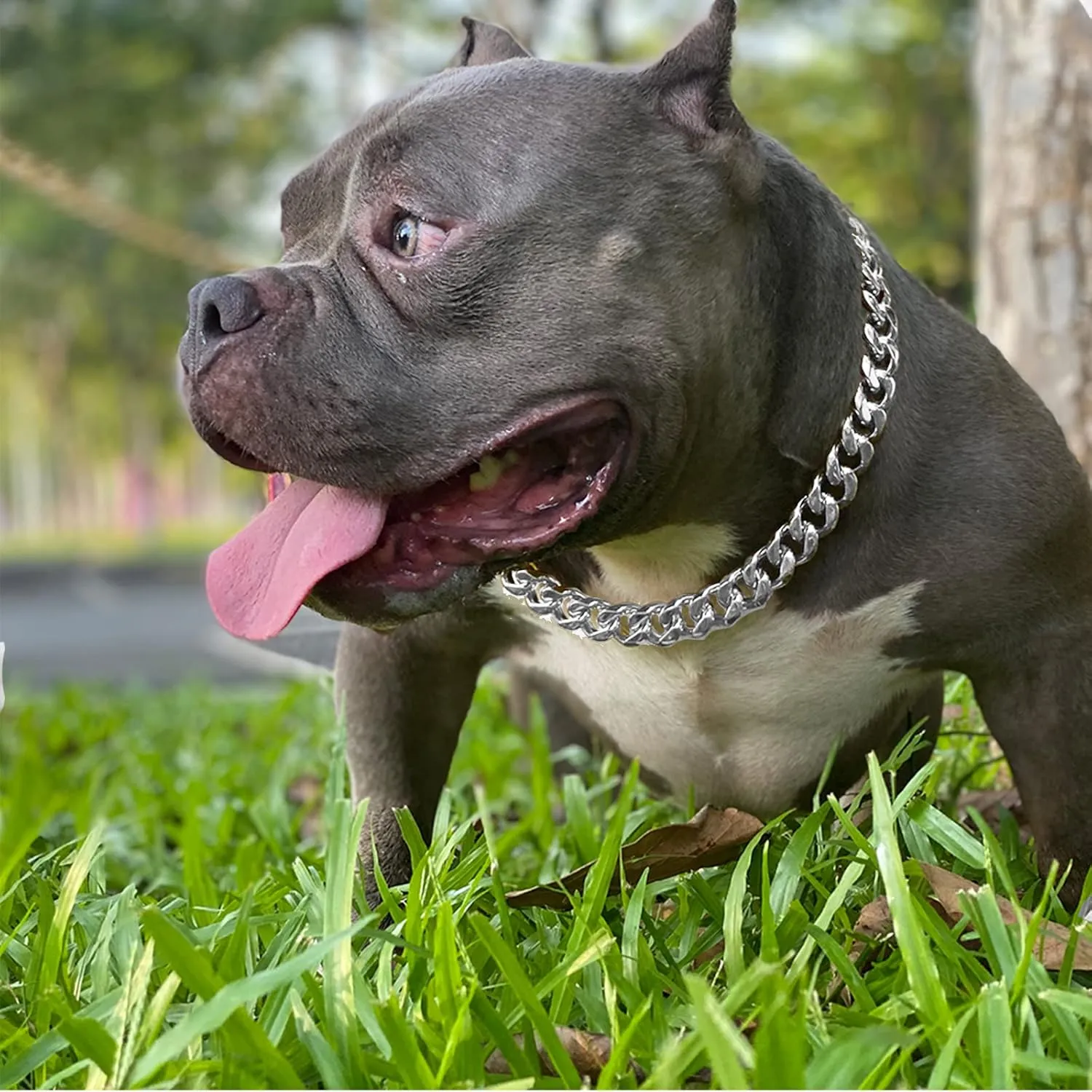 Silver Metal Dog Chain Collar with Design Secure Buckle & ID Tag,Pet Necklace,Strong Stainless Steel Cuban Link Chain,Chew Proof Indestructible Choke Training Collar for Small Dogs(19MM 10'')