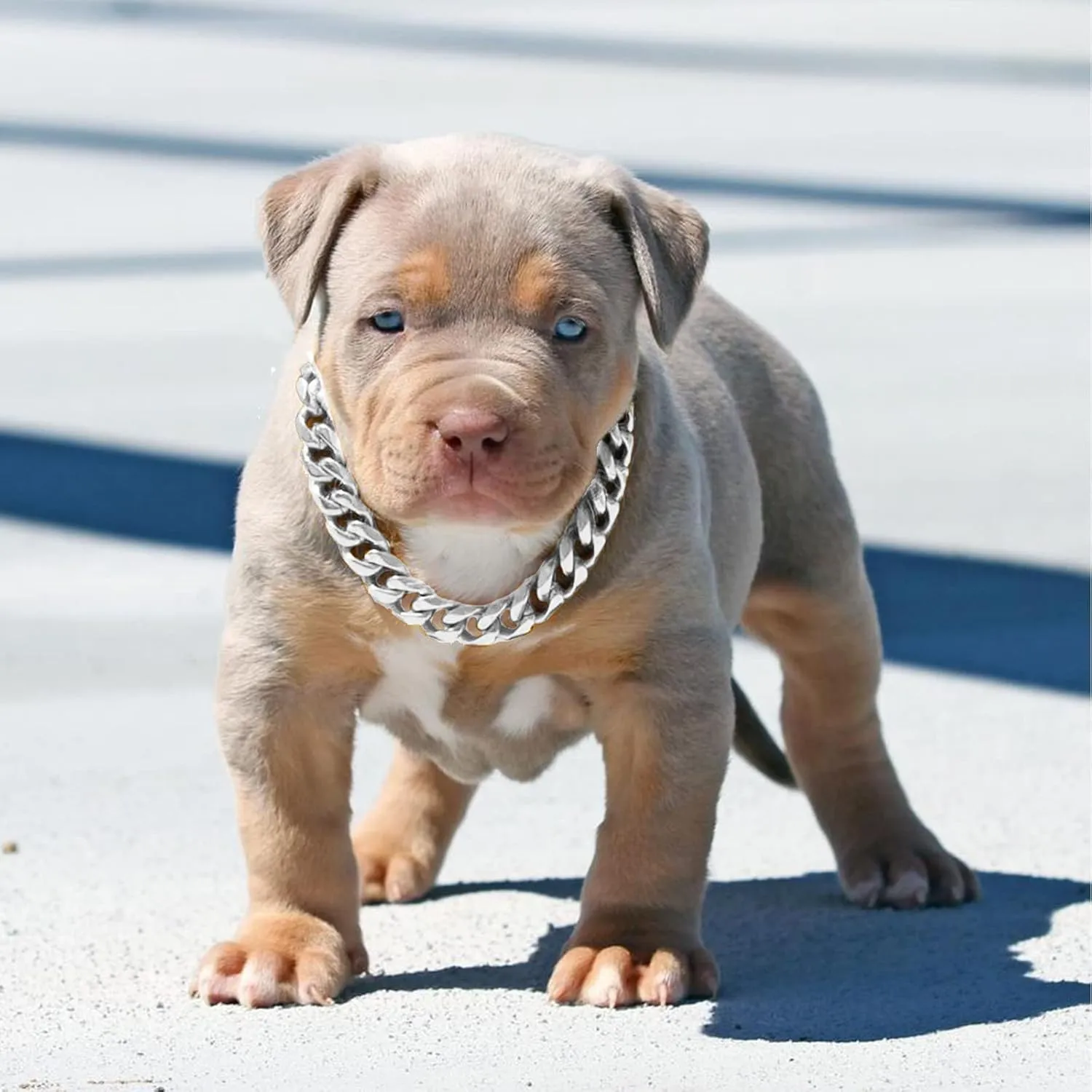 Silver Metal Dog Chain Collar with Design Secure Buckle & ID Tag,Pet Necklace,Strong Stainless Steel Cuban Link Chain,Chew Proof Indestructible Choke Training Collar for Small Dogs(19MM 10'')