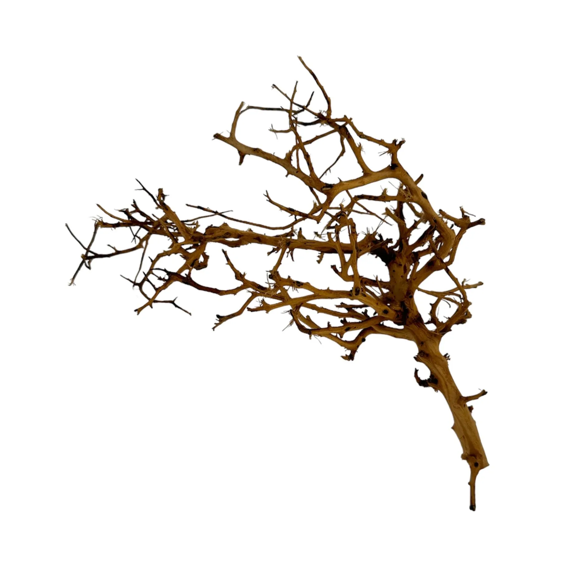 Thorndevil Driftwood - Natural Aquarium Driftwood - Safe for all aquariums