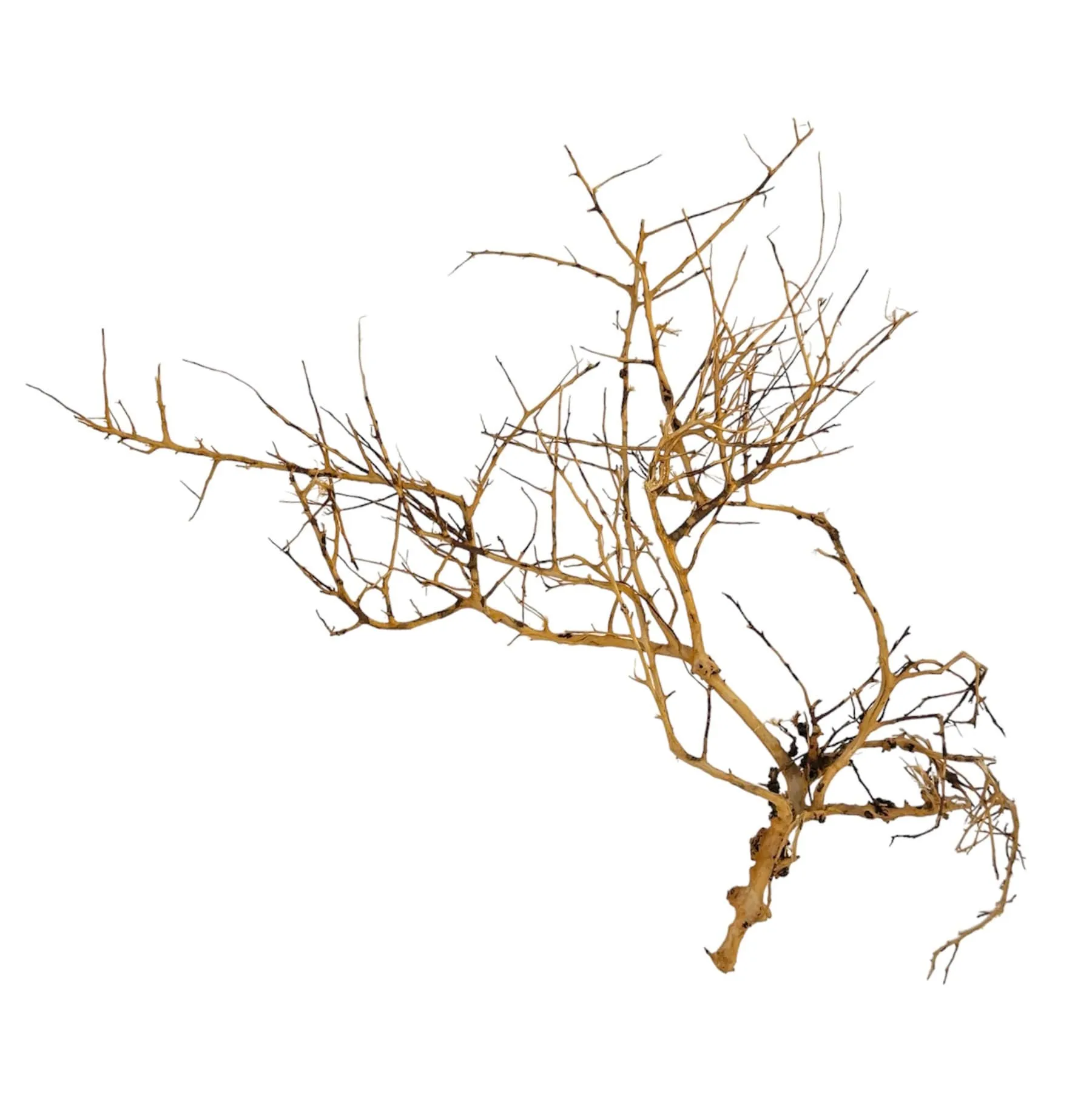Thorndevil Driftwood - Natural Aquarium Driftwood - Safe for all aquariums