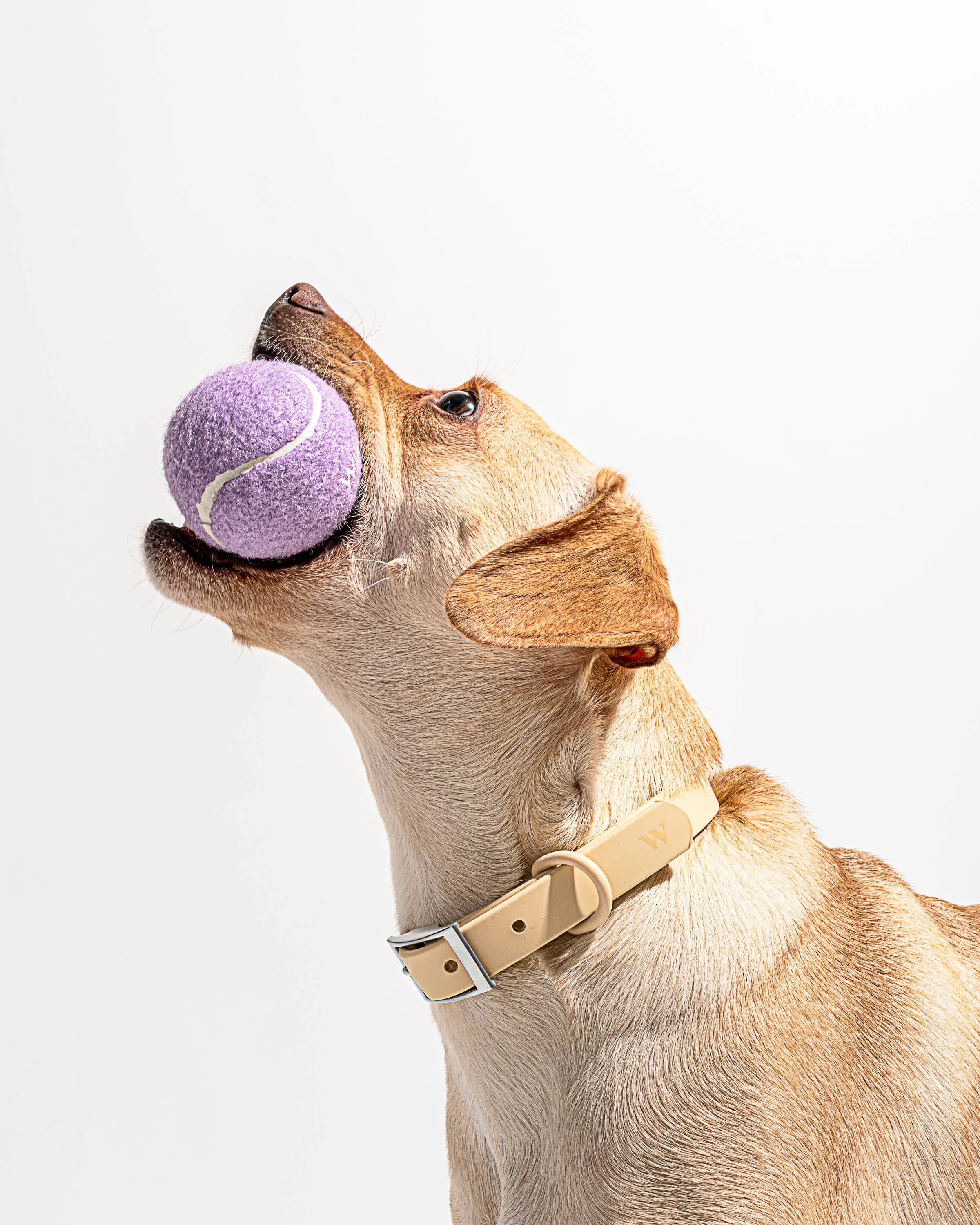 Wild One - 4-Pack Dog Tennis Balls