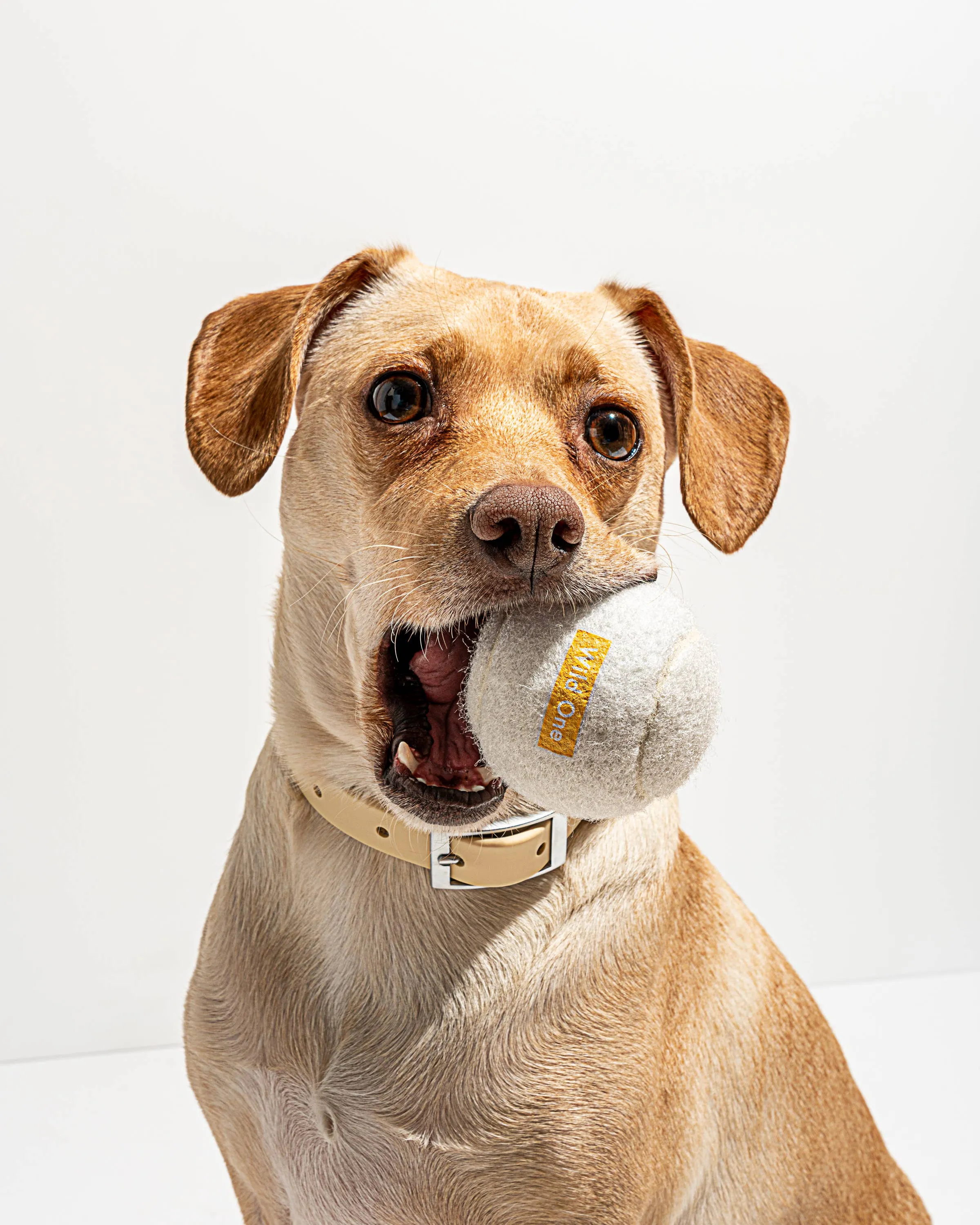 Wild One - 4-Pack Dog Tennis Balls